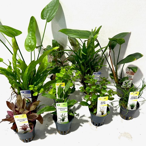 Plants package 60 pieces